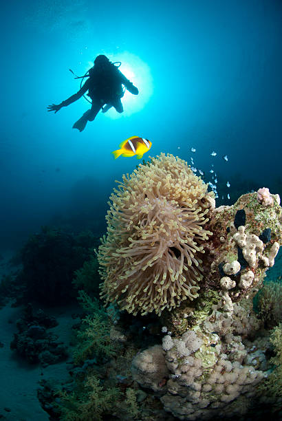 istock Silhouette of scuba diver above coral reef 137098577