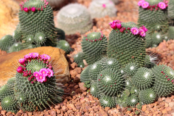 mammillaria plumosa or feather cactus. - mammillaria cactus imagens e fotografias de stock