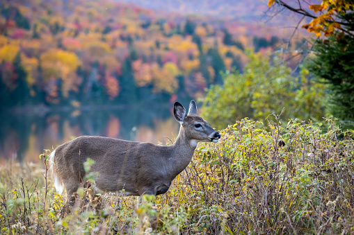 Deer Eating by the Lac Monroe Lake in Autumn in Mont Tremblant National Park, Quebec, Canada. The mountains in the background are multi colored with autumn leaf colors.