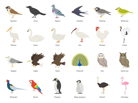 Bird illustration set.