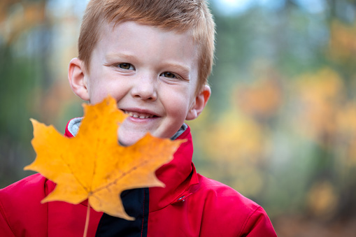 Little cute redhead boy hiking and picking autumn leaves in the forest in Quebec, Canada. He is smiling and holding an orange maple leaf.