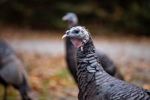 Several turkeys in a village yard close-up