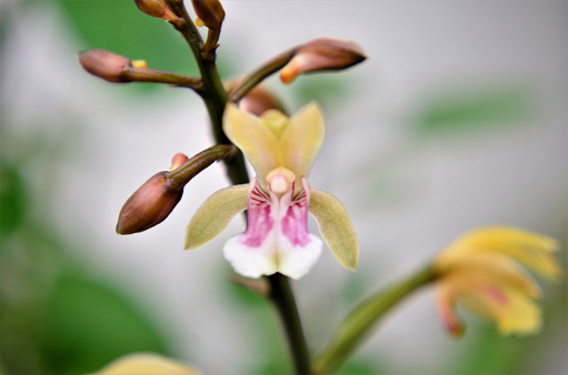 The buds and flower of the small orchid Oeceoclades maculata in the vase in the backyard