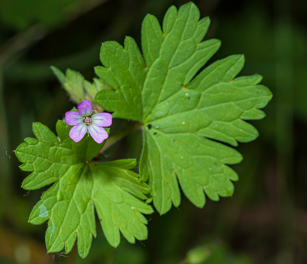 Geranium potentilloides is a species of geranium known by the common name cinquefoil geranium. It is native to the eastern half of Australia, where it is widespread, as well as New Zealand, and Indonesia. It is also present in the San Francisco Bay Area i