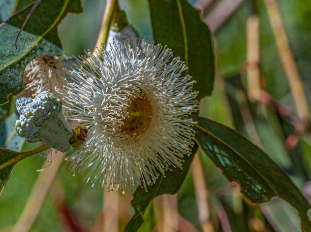 eucalyptus globulus est une espèce d’arbre à feuilles persistantes endémique du sud-est de l’australie. toro county park, comté de monterey, californie - bluegum tree photos et images de collection