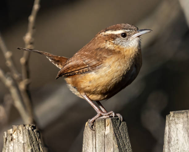 istock Carolina Wren perched for a portrait 1370987879