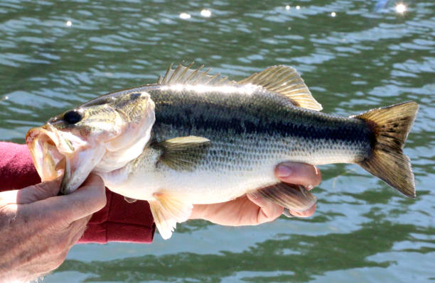 istock Largemouth Bass Being Caught 1370988123