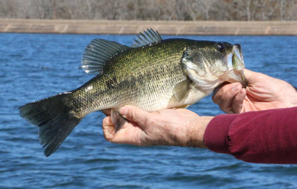 istock Largemouth Bass Being Caught 1370988127