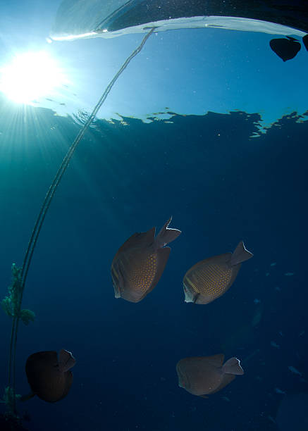School of fish and sun Sailfin tang (Zebrasoma desjardinii) Small school at the surface with with the bow of a boat above. Red Sea, Egypt. sailfin tang zebrasoma veliferum zebrasoma desjardinii stock pictures, royalty-free photos & images