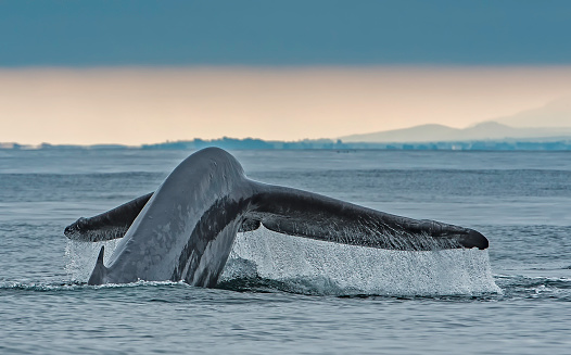 The blue whale (Balaenoptera musculus) is a marine mammal belonging to the baleen whales (Mysticeti), and sometimes found in the Monterey Bay, California.