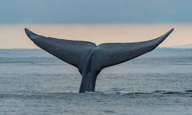 シロナガスクジラ(バラエノプテラ・ムスキュラス)は、バリーンクジラ(ミスティセティ)に属する海洋哺乳類であり、時にはカリフォルニア州モントレー湾で見られます。 - monterey bay ストックフォトと画像