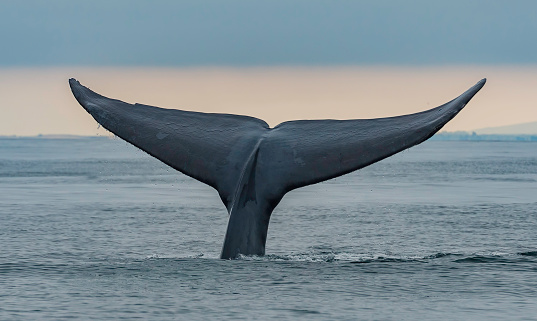 The blue whale (Balaenoptera musculus) is a marine mammal belonging to the baleen whales (Mysticeti), and sometimes found in the Monterey Bay, California.