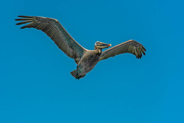 коричневый пеликан (pelecanus occidentalis) в элкхорн-слау и эстуарии в заливе монтерей в округе монтерей, штат калифорния. летающий. - американский бурый пеликан стоковые фото и изображения