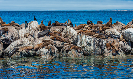 California sea lion (Zalophus californianus) is a coastal sea lion of western North America. Monterey Bay, California. Basking.