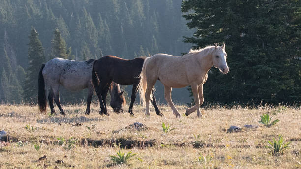 golden palomino band stallion with his herd of wild horses in the pryor mountains in montana united states - horse animals in the wild wyoming rebellion imagens e fotografias de stock