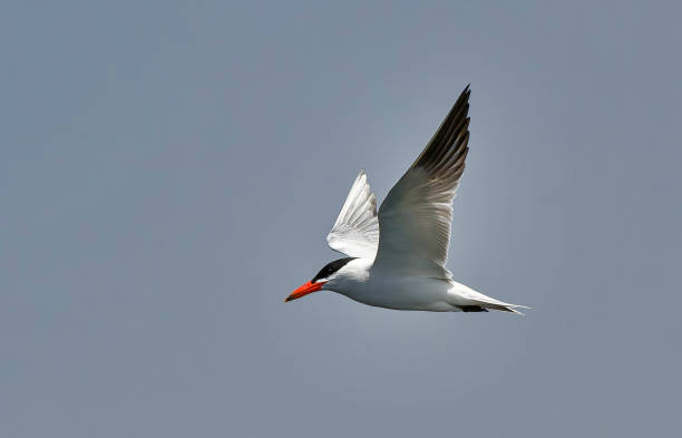 istock Caspian Tern (Hydroprogne caspia, formerly Sterna caspia; syn. Flying in Monterey Bay, California. 1370988758