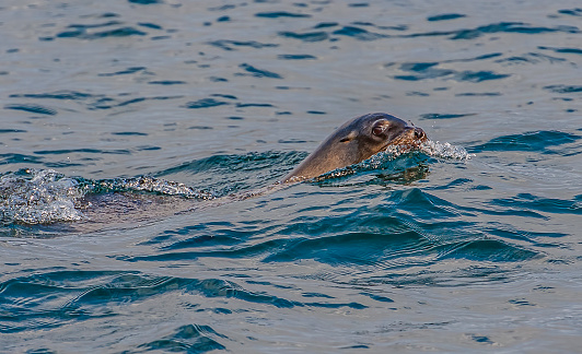 California sea lion (Zalophus californianus) is a coastal sea lion of western North America. Monterey Bay, California. Swimming.
