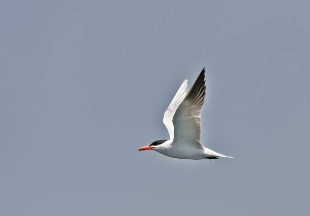 Caspian Tern (Hydroprogne caspia, formerly Sterna caspia; syn. Flying in Monterey Bay, California.