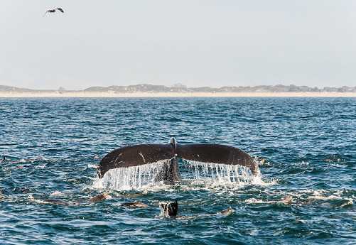 Humpback whales and Sea Lions feeding in Monterey Bay, California