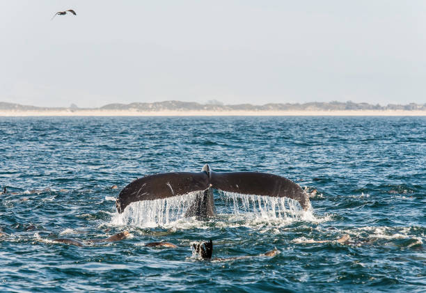 Humpback whales and Sea Lions feeding in Monterey Bay, California Humpback whales and Sea Lions feeding in Monterey Bay, California monterey bay stock pictures, royalty-free photos & images