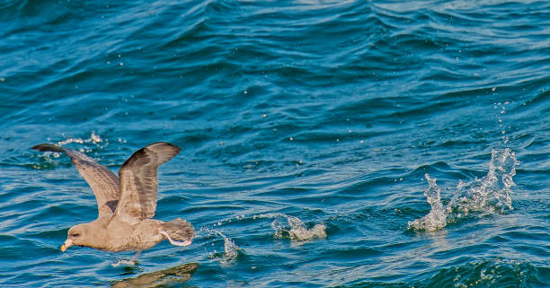 The northern fulmar (Fulmarus glacialis), fulmar, or Arctic fulmar is a highly abundant seabird found primarily in subarctic regions of the North Atlantic and North Pacific oceans. Monterey Bay, California. Flying. el fulmar del norte (fulmarus glacialis), fulmar o fulmar ártico es un ave marina muy abundante que se encuentra principalmente en las regiones subárticas de los océanos atlántico norte y pacífico norte. bahía de monterey, california. volador.