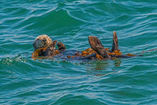 sea otter (Enhydra lutris) is a marine mammal native to the coasts of the northern and eastern North Pacific Ocean. Swimming in Monterey Bay, California. Wrapped in kelp.