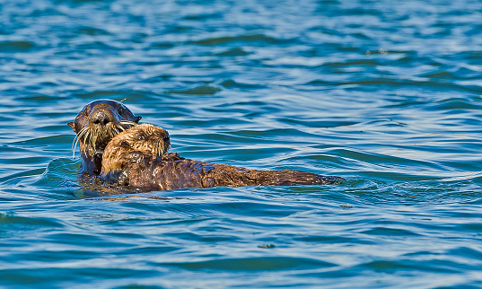 The sea otter (Enhydra lutris) is a marine mammal native to the coasts of the northern and eastern North Pacific Ocean. Elkhorn Slough is a 17.1-mile-long  tidal slough and estuary on Monterey Bay in Monterey County, California. Mother and baby.