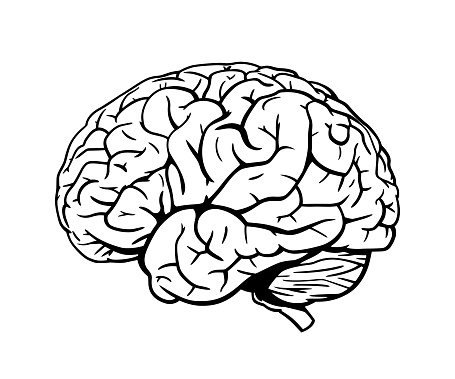 Vector illustration of a hand drawn, black and white brain against a white background.