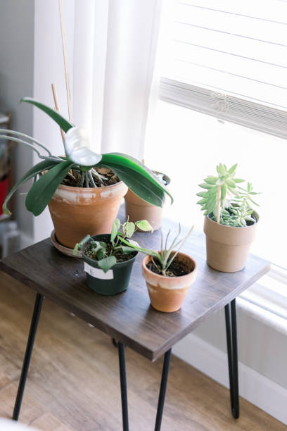 istock House Potted Plants 1370993538