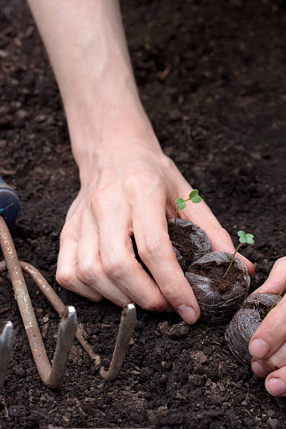 istock Planting young plants in soil 137099601