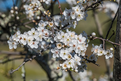 Prunus cerasifera is a species of plum known by the common names cherry plum and myrobalan plum. It is native to Southeast Europe and Western Asia and is naturalised in the British Isles and scattered locations in North America. Pepperwood Nature Preserve; Santa Rosa;  Sonoma County, California. Rosaceae.