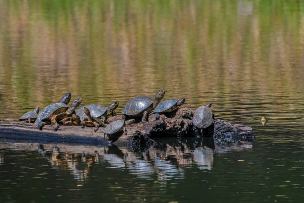 The western pond turtle (Actinemys marmorata or Emys marmorata), or Pacific pond turtle is a small to medium-sized turtle growing to approximately 20 cm (8 in) in carapace length. Pepperwood Preserve; Santa Rosa; Sonoma County, California la tortuga de estanque occidental (actinemys marmorata o emys marmorata), o tortuga de estanque del pacífico es una tortuga de tamaño pequeño a mediano que crece hasta aproximadamente 20 cm (8 pulgadas) de longitud de caparazón. reserva de pimienta; s