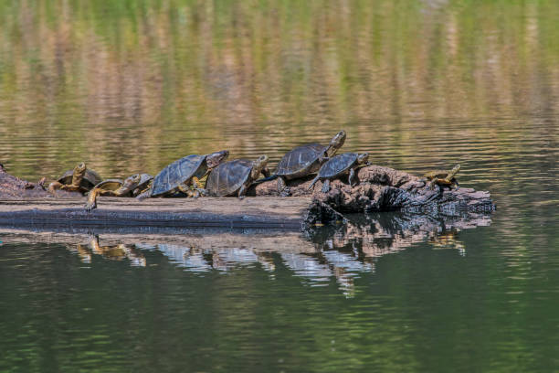 istock The western pond turtle (Actinemys marmorata or Emys marmorata), or Pacific pond turtle is a small to medium-sized turtle growing to approximately 20 cm (8 in) in carapace length.  Pepperwood Preserve; Santa Rosa;  Sonoma County, California 1371000081