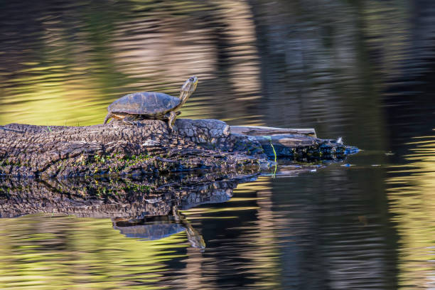 The western pond turtle (Actinemys marmorata or Emys marmorata), or Pacific pond turtle is a small to medium-sized turtle growing to approximately 20 cm (8 in) in carapace length. Pepperwood Preserve; Santa Rosa; Sonoma County, California la tortuga de estanque occidental (actinemys marmorata o emys marmorata), o tortuga de estanque del pacífico es una tortuga de tamaño pequeño a mediano que crece hasta aproximadamente 20 cm (8 pulgadas) de longitud de caparazón. reserva de pimienta; s