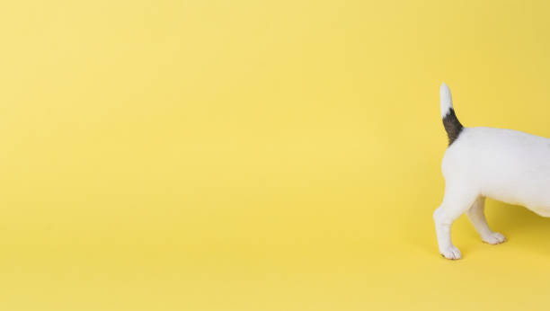 the back of the dog on a light yellow background. - terrier jack russell imagens e fotografias de stock