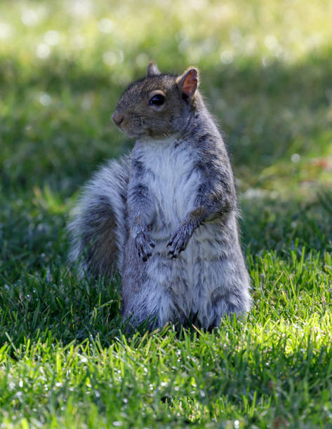 istock Eastern Grey Squirrel Standing on Hind Legs and Looking with Cautious. 1371001850