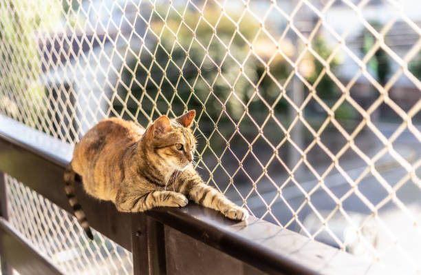 Cat net window protection A striped cat sitting on a window with net protection netting stock pictures, royalty-free photos & images