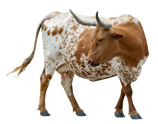 istock cow with horns looking back cut out 1371002990