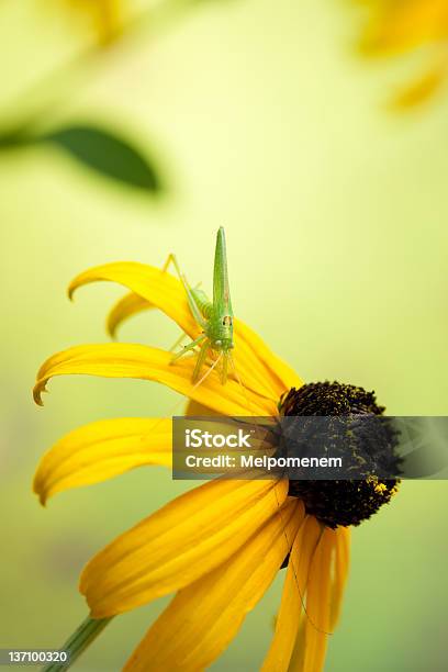 Foto de Rudbeckia Flores Com Grasshopper e mais fotos de stock de Abstrato - Abstrato, Amarelo, Beleza natural - Natureza