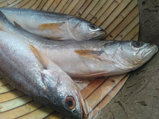 Raw Fish Example 340+ Raw Sea Bass Fish On Cutting Board Close Up Horizontal Stock ...
