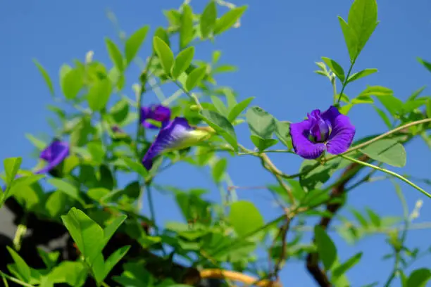 Close butterfly pea flower blooming on plant in rooftop garden at Ho Chi Minh city, Vietnam, this herbal make natural color for food or make blue tea that good for health