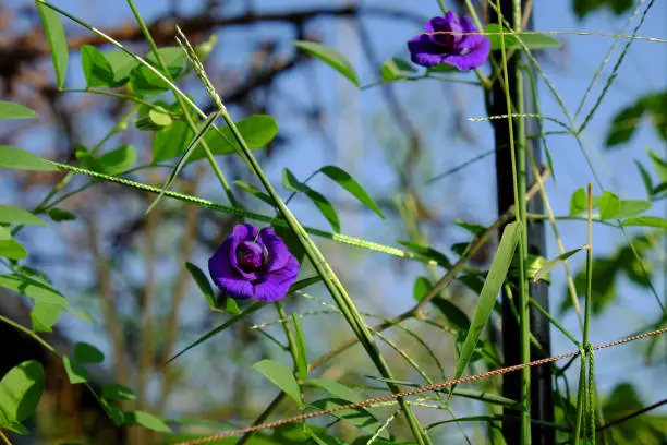 Close butterfly pea flower blooming on plant in rooftop garden at Ho Chi Minh city, Vietnam, this herbal make natural color for food or make blue tea that good for health