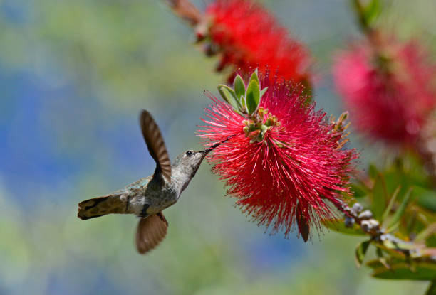 Female Anna's Hummingbird and Red Bottlebrush Flowers stock photo