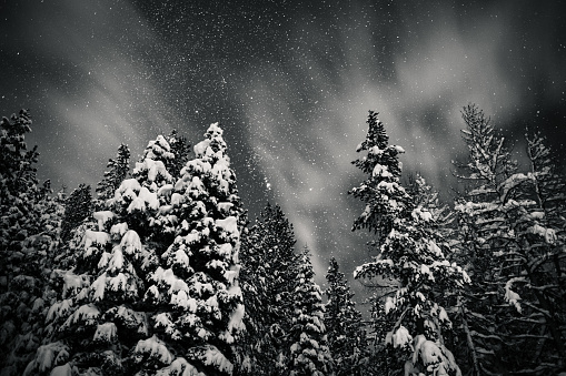 Snowy night in the Sierra Nevada Mountains. Stars and clouds move slowly over the tree tops on a cold night. Truckee, California