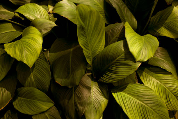 istock leaves of Spathiphyllum cannifolium 1371008465