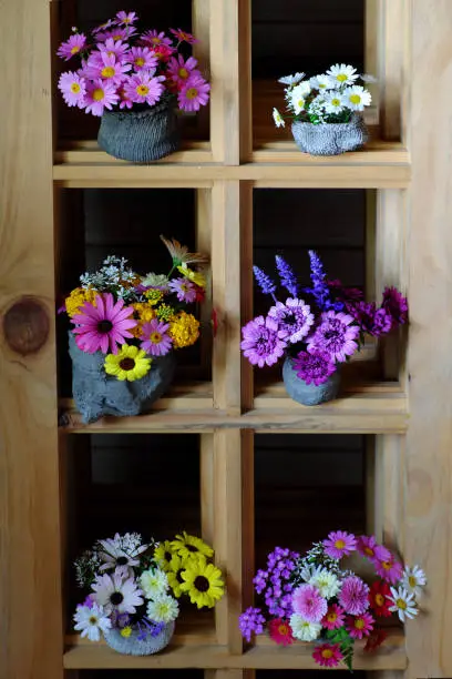 Group of colorful flower pot on wooden shelves for home decor, many daisy so pretty blossom vibrant, romantic space decoration in spring