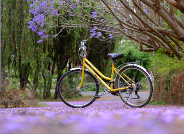 istock violet phoenix with flower fall on way, yellow bicycle  under flamboyant tree 1371009256