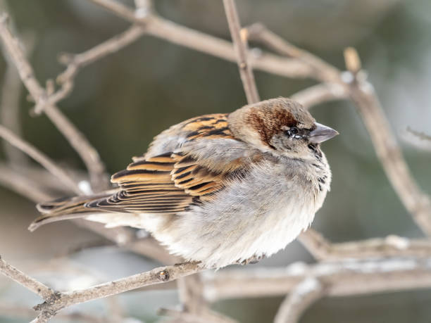 istock Sparrow sits on a branch without leaves. 1371009508