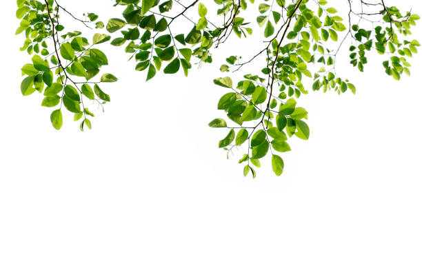 istock Green leaves and branches isolated on a white background 1371009632