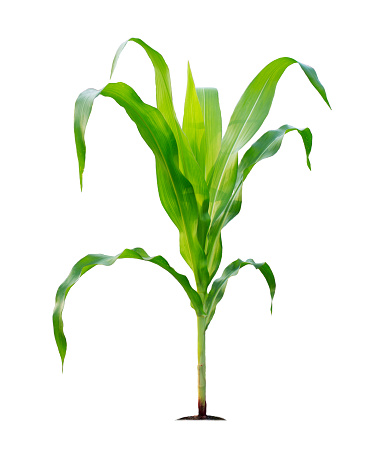 Planta de maíz aislada sobre un fondo blanco con caminos de recorte para el diseño del jardín photo